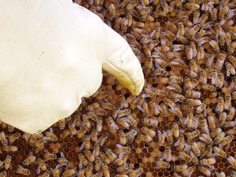 Hand pointing to a queen bee in her colony.