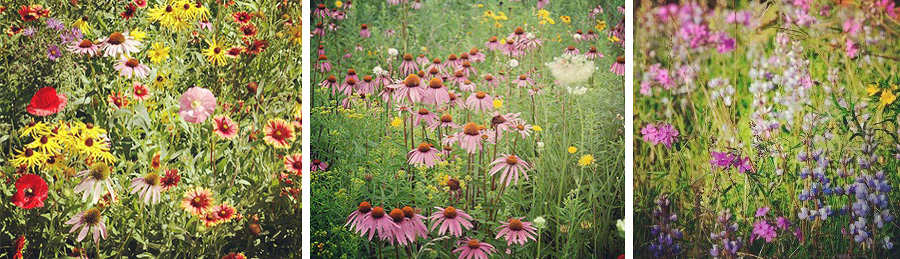 Various wildflowers our bees feed from.